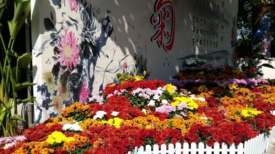 赏花，运动，健身及亲子活动的好地方-深圳龙岗龙城公园。这里空