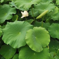 钰湘宴·剁椒鱼头王(岳麓望月公园店) User Photo