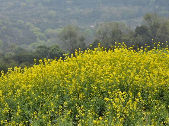 多彩油菜花