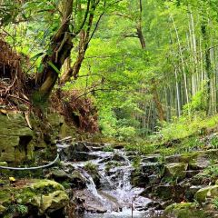 安吉在半山·胖嫂家民宿·竹乡胖嫂家 User Photo