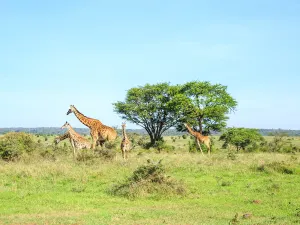 Nairobi National Park