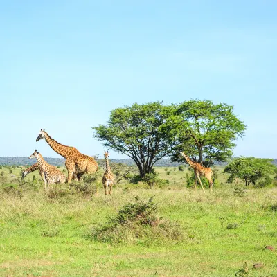 Sankara Nairobi, Autograph Collection