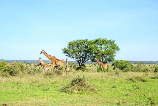 Flights from Nairobi to Zanzibar