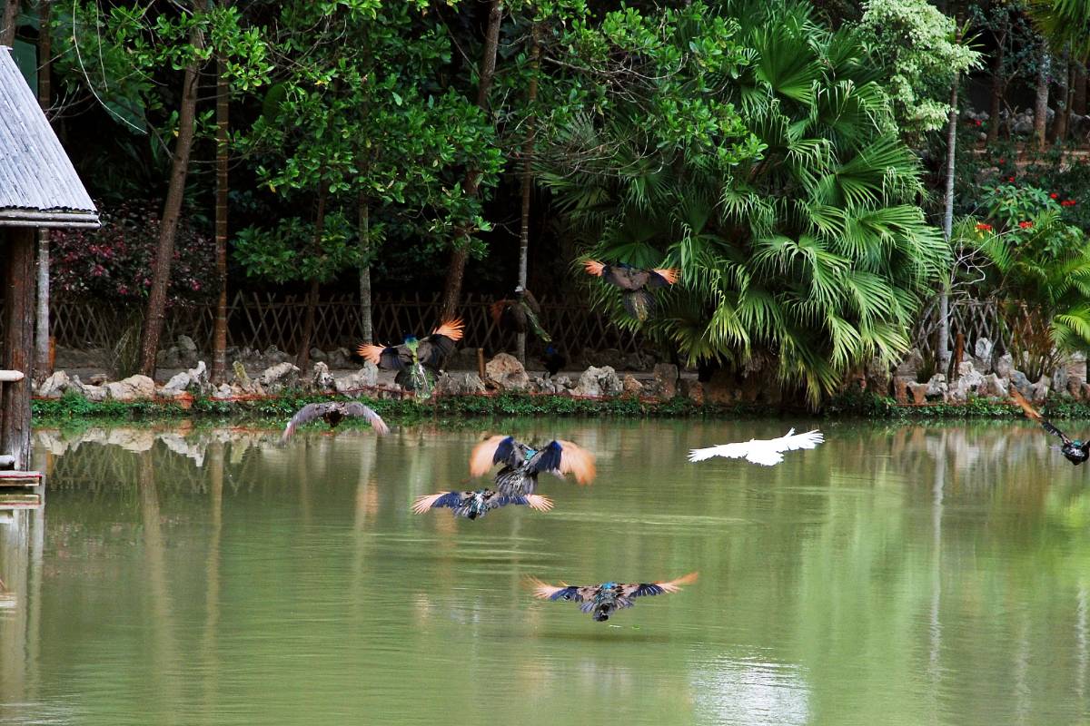 9. Discover the Tranquility of Tropical Rainforest
