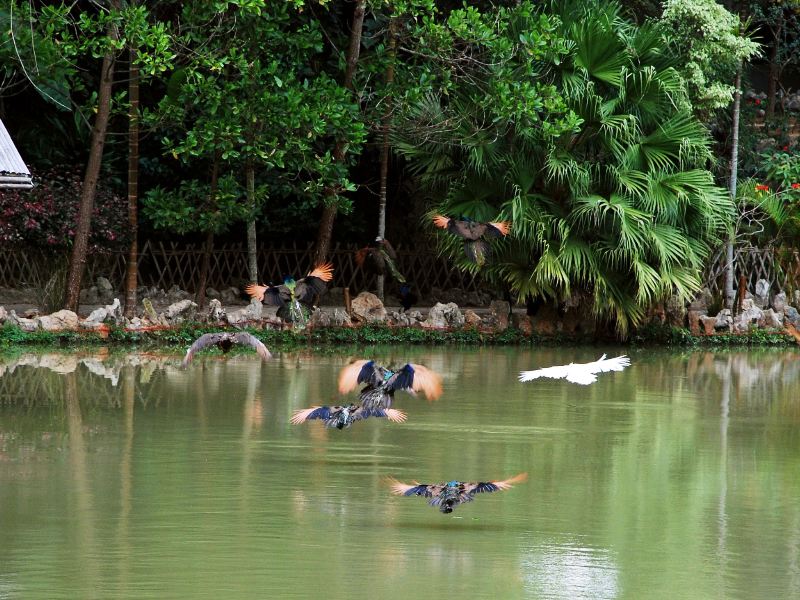 Xishuangbanna Primeval Forest Park