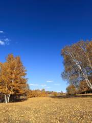 White Birch Forest Scenic Area