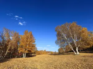 白樺林景勝地