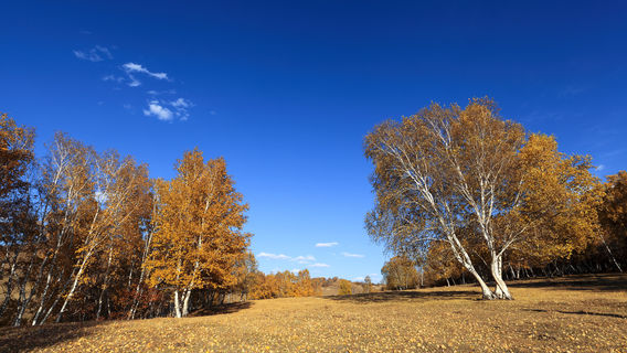 White Birch Forest Scenic Area