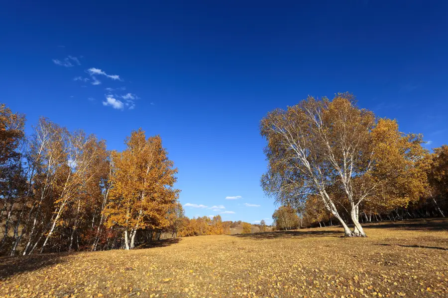 White Birch Forest Scenic Area