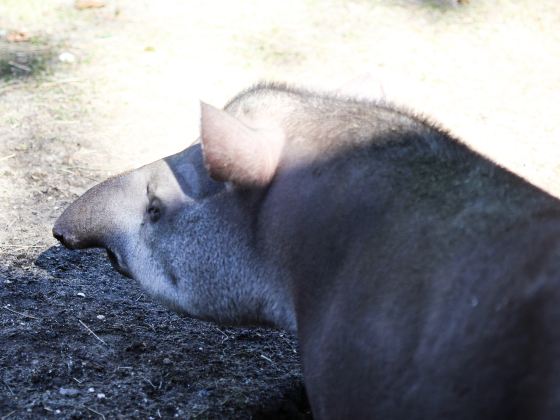 哈根貝克動物園