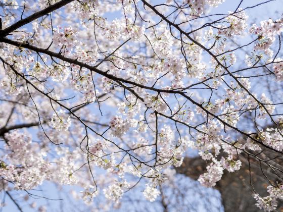 桜のトンネル