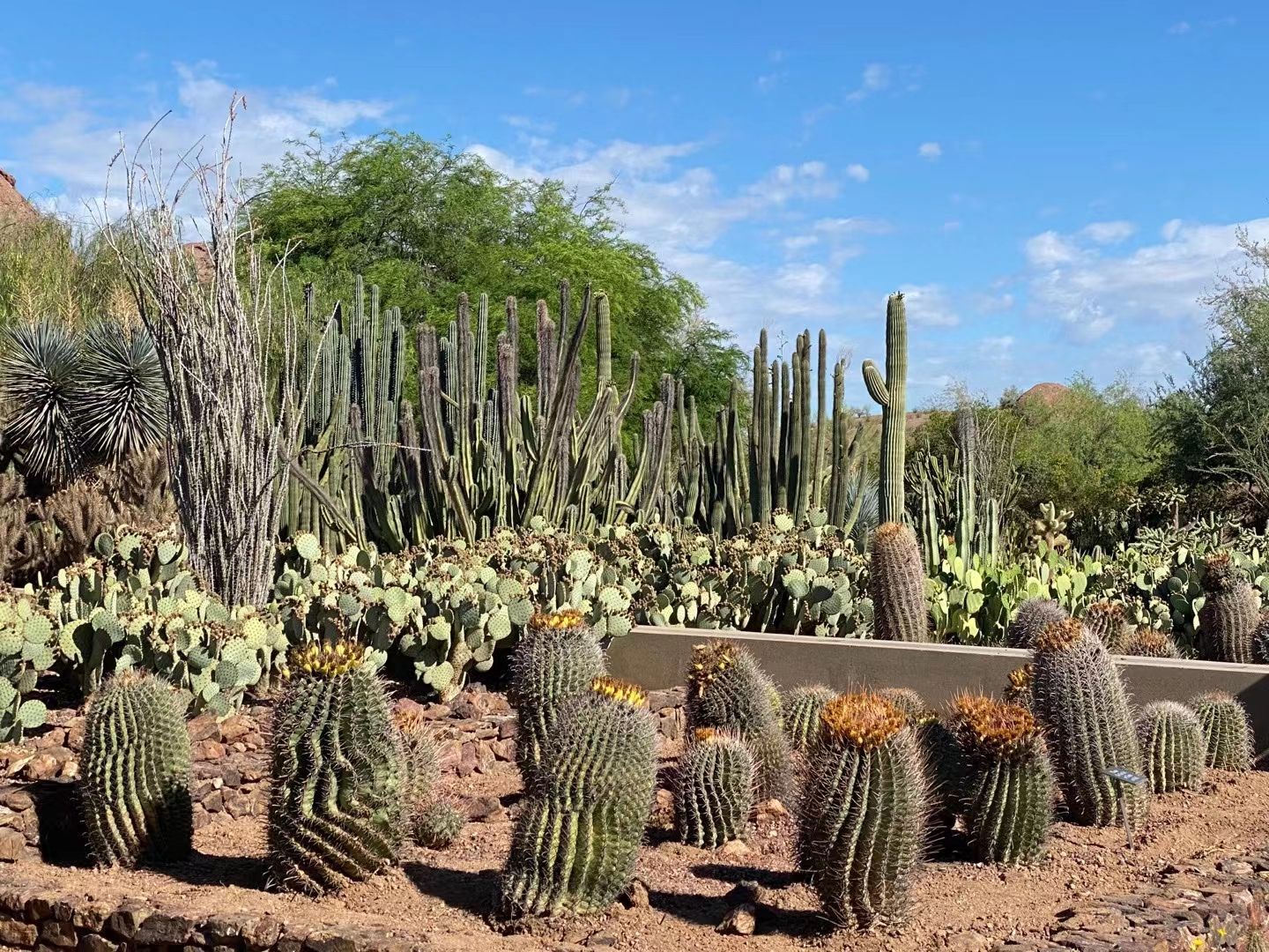 フェニックス 砂漠植物園 評判 案内 トリップドットコム フェニックス 砂漠植物園 評判 案内 トリップドットコム