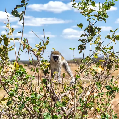 Hotels near Yala National Park