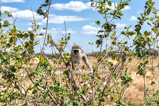 The Mastodon Valley Safari Resort