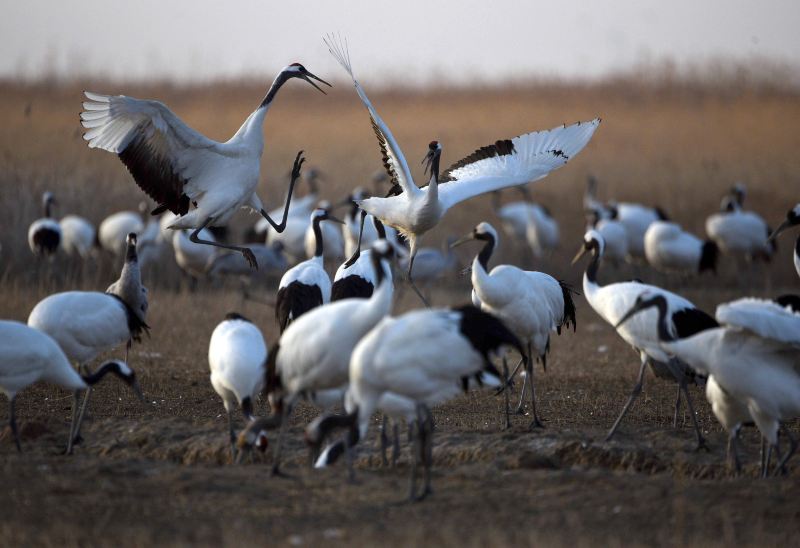 Yancheng Wetland National Nature Reserve Rare Birds