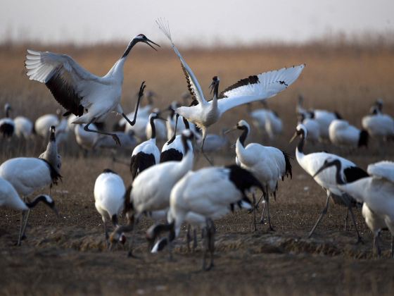 Yancheng Wetland National Nature Reserve Rare Birds