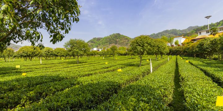 平利縣龍頭旅遊度假村