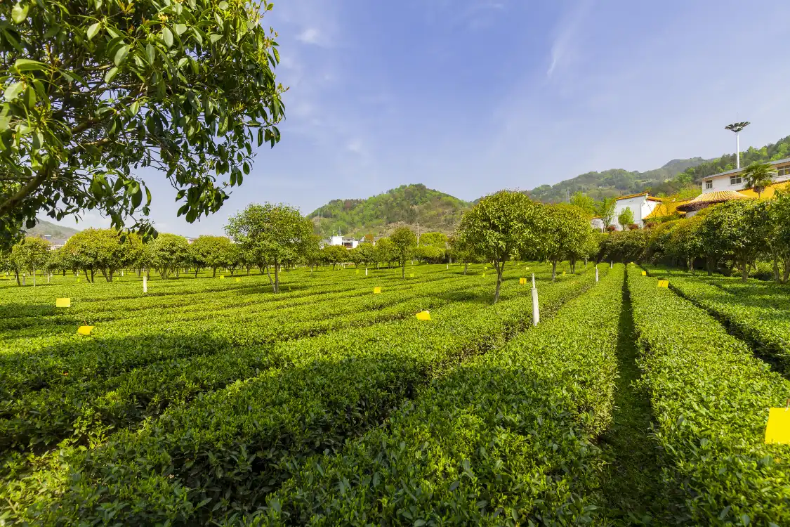 Hotels near Longtoucun