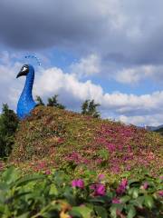 千日紅三角梅園