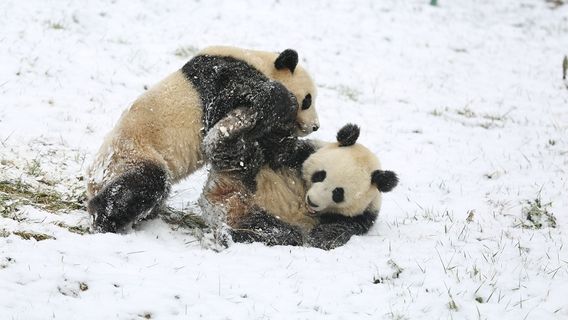 WenchuanTours