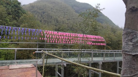 wan nan ya lu cang bu bo li piao liu