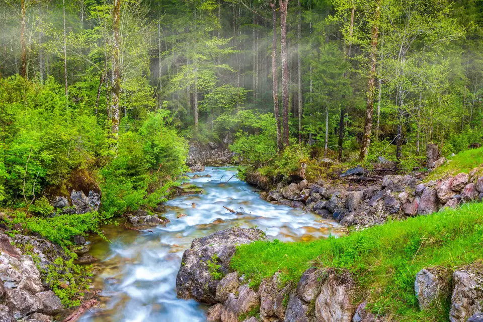 2_Magic Forest