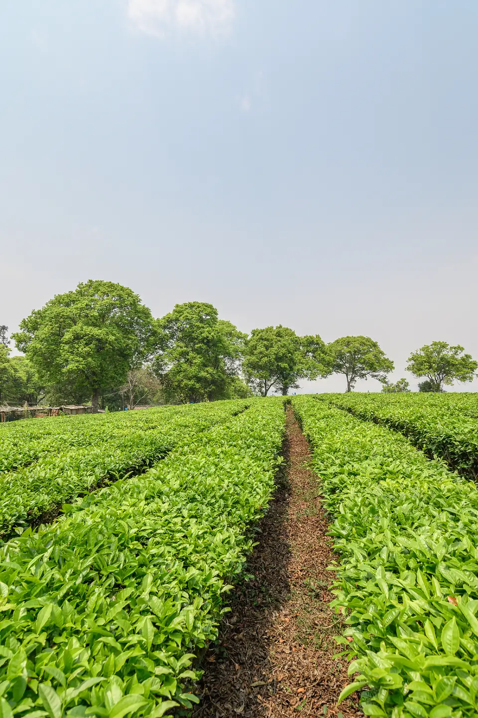 4_China Pu-Erh Tea Exhibition Garden