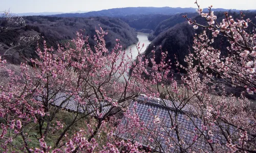 Plum Blossom Viewing in Nara
