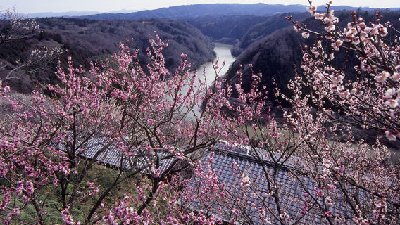 Plum Blossom Viewing in Nara