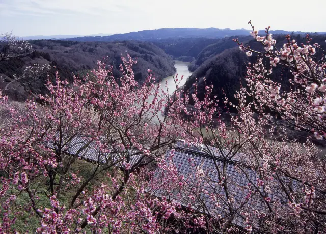 Plum Blossom Viewing in Nara