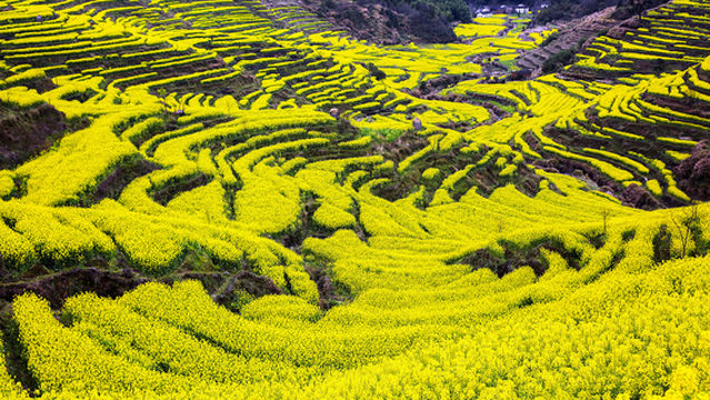 Shangrao Terraced Fields of Flowers