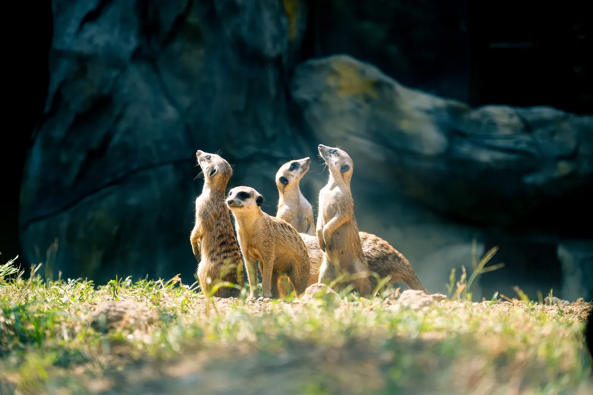 2_紅山森林動物園