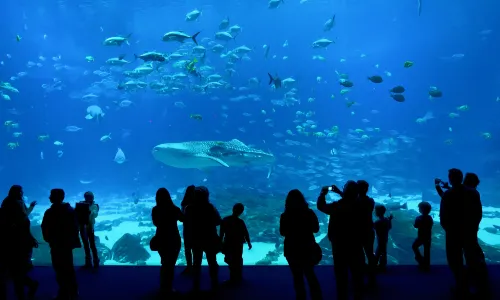 Georgia Aquarium
