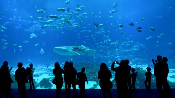 Georgia Aquarium