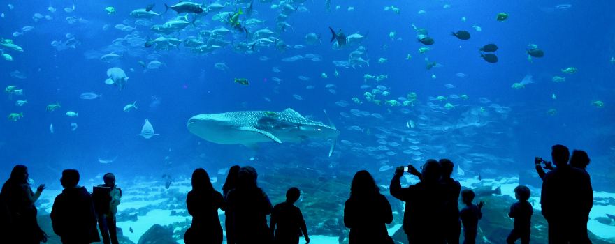 Georgia Aquarium