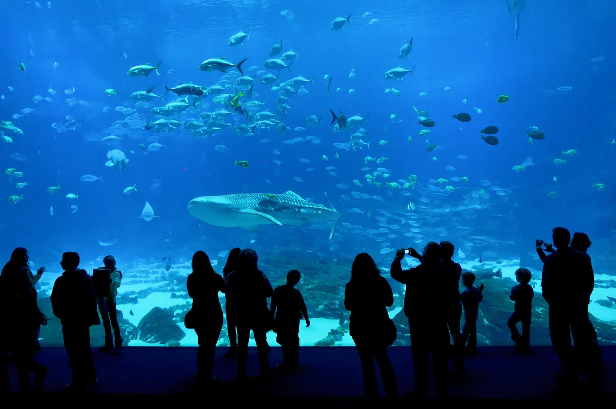 4_Georgia Aquarium