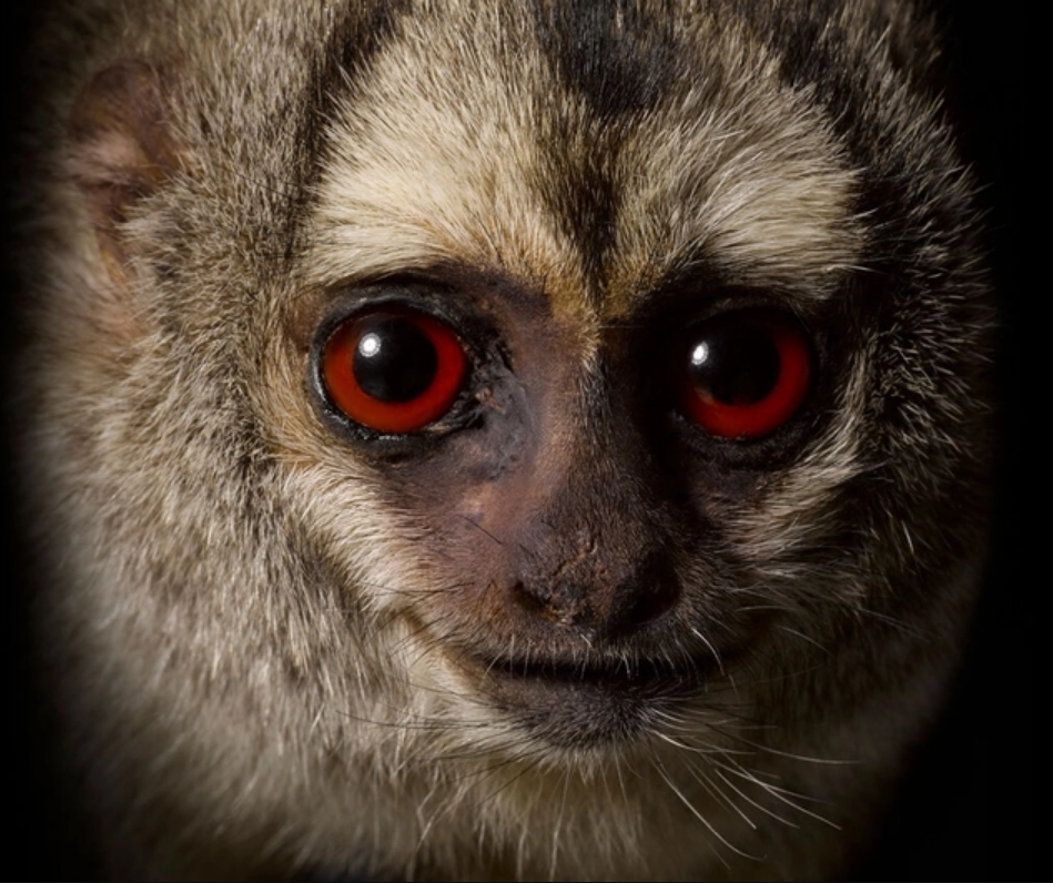 Monkeys: Our Primate Family | National Museum of Scotland
