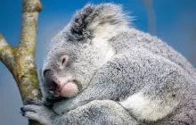 สวนสัตว์ไทเป