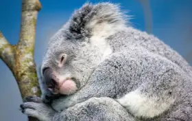 สวนสัตว์ไทเป