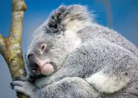 臺北市立動物園