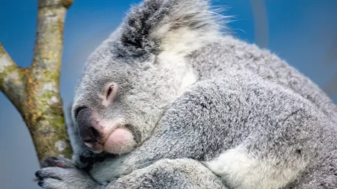 台北市立動物園門票成人