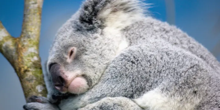 台北市立動物園