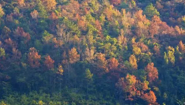 Fall Viewing Attractions