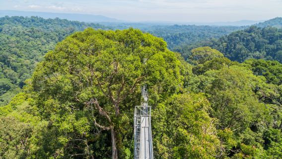 Ulu Temburong National Park