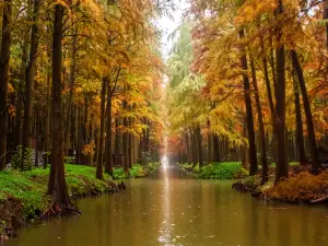 Lizhong Water Forest Scenic Spot