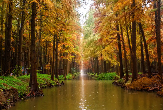 Lizhong Water Forest Scenic Spot