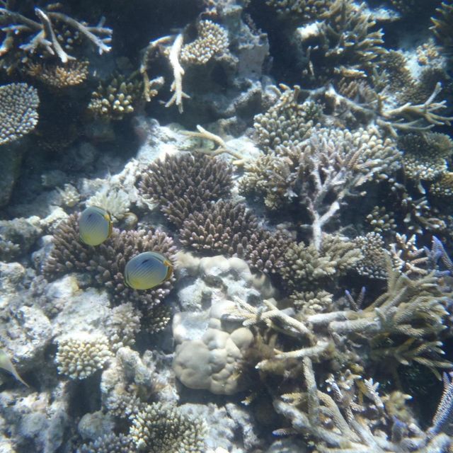 【 水清見底的馬爾代夫海洋 】