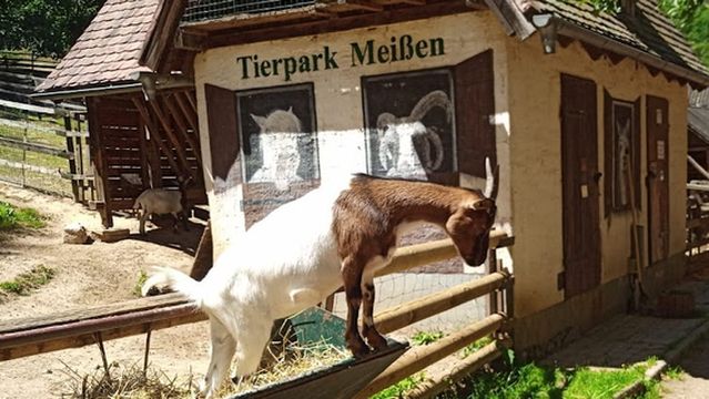 Tierpark Meissen Siebeneichen