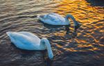 Whooper Swan National Nature Reserve