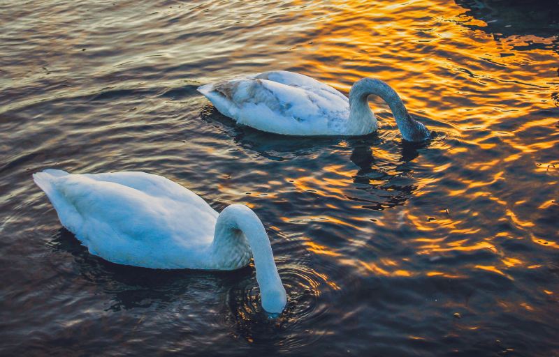 Whooper Swan National Nature Reserve